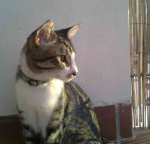 Avatar de Usuario
